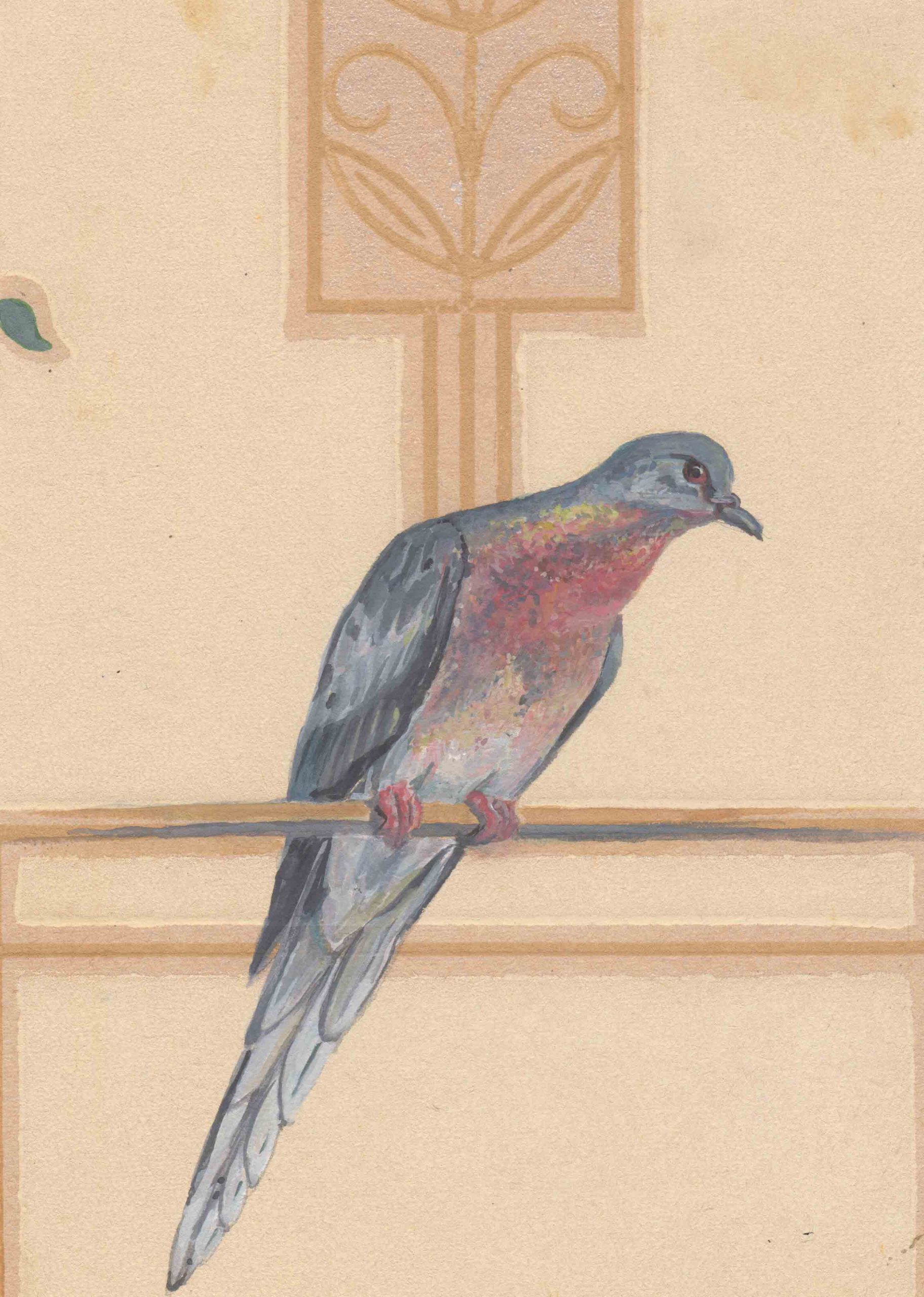 "Passenger Pigeon" by Barbara Fedeler