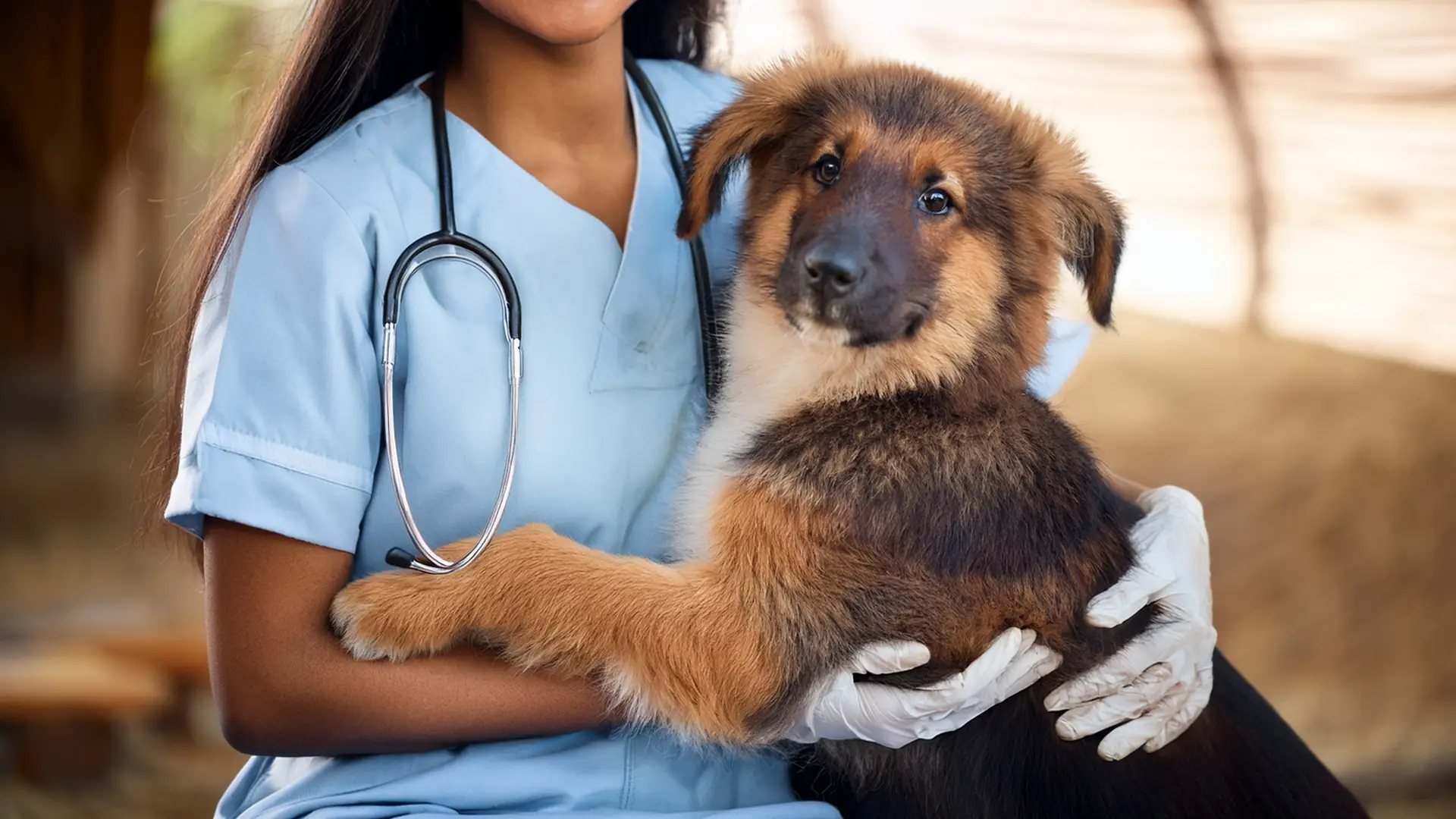 Veterinarian with dog