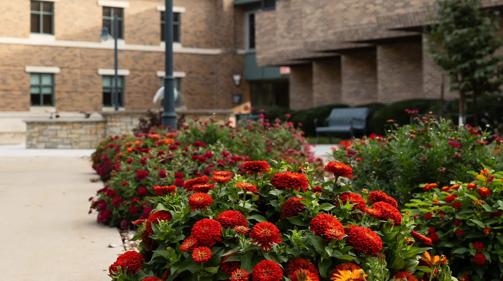 Close up of flowers by Whitehouse Business Center