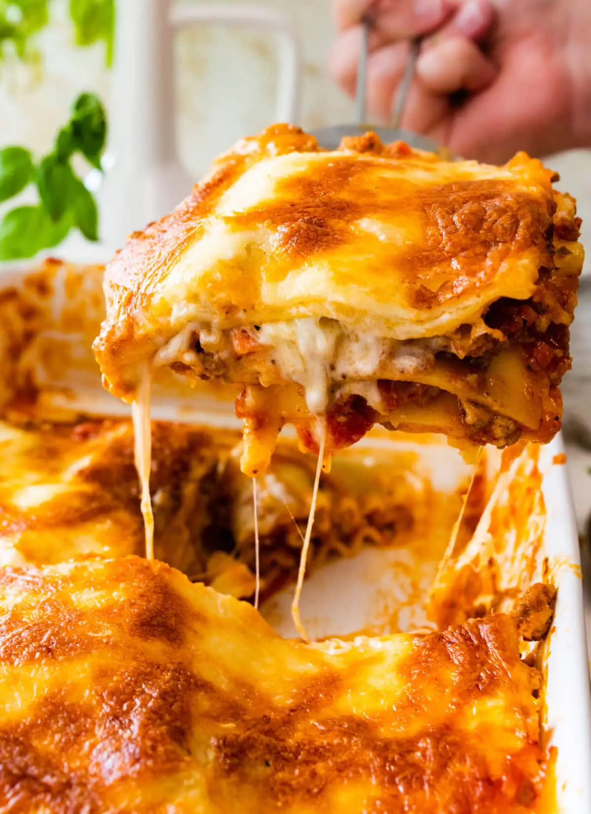 lasagna