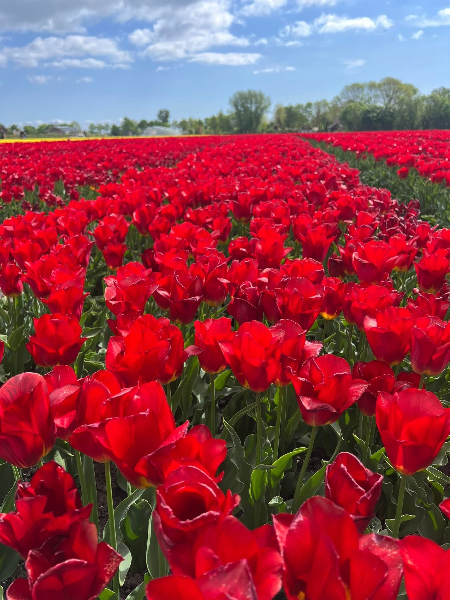 A field of red tulips stretches from the foreground to the background with only the quarter of the photo showing a blue sky.
